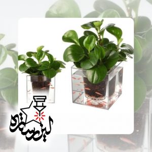 goldan akvariomi